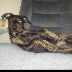 Meet your Posher, Daehan